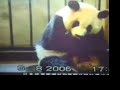 video of  birth giving process by a giant panda