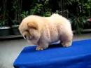 chow