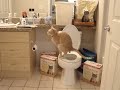 Tigger goes poo Tigger goes poo