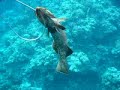 Spearfishing in the RED SEA Spearfishing in the RED SEA