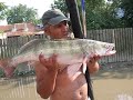 captura de salau pe cornetu prins de buzee