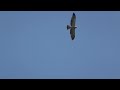 Click here to watch this video Swainson's Hawk - Greenbank, WA - 5/13/2012