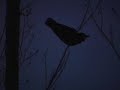 Crow Chronicles