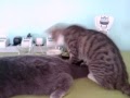 Cat Playing... 2 Kitten aufm Terrarium