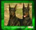 Dott.ssa Mentaschi su Pet Mania - 1a parte Dott.ssa Mentaschi su Pet Mania - 1a parte