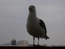 Seagull from planet Seagullia Seagull from planet Seagullia