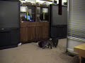 Ninja Kitty