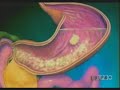 Health: Digestive System 101