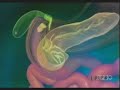 Health: Digestive System 101