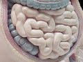 Health: Digestive System 101