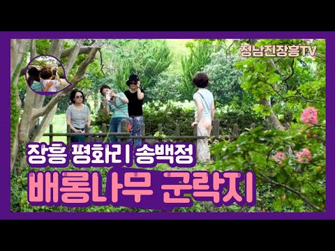 장흥 평화리 송백정 배롱나무 군락지 (❁´◡`❁)