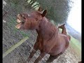 Des oies,chevaux