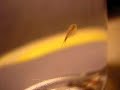My 10 Day Old Triops My 10 Day Old Triops