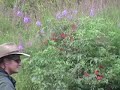 Flyfishing For Dollies in Alaska