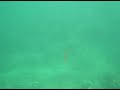 snorkling puerto galera snorkling puerto galera