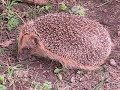HEDGEHOG THE MOVIE HEDGEHOG THE MOVIE
