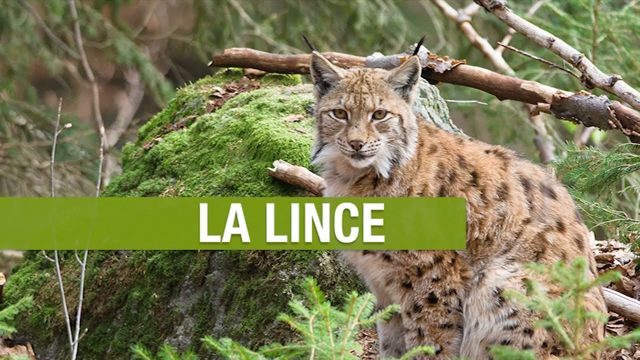 Lincee - Animali - Montagna