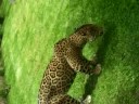 yo alimentando a mi mascota jejejeje