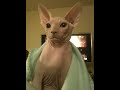Pooner.mov
