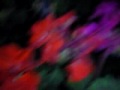 Video0051.mp4