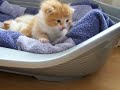 baby kitty goes to mama~ baby kitty goes to mama~
