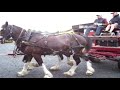 Pirongia Clydesdale Horses