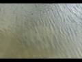 videos de Manatee