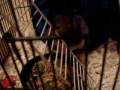 videos de Squeaky Hamster etsy_0001.WMV