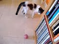 gato queco jugando
