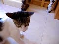 gato queco jugando