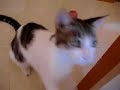 gato queco jugando
