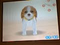 nintendogs nintendogs