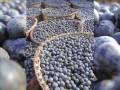 videos de Acai Berry