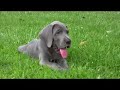 Grateful Great Dane Puppies