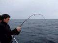 jigging seriole au combat