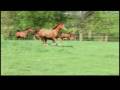 videos de Fate of the Stallion Movie