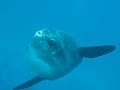 Mola Mola in Bali Nusa Pendia
