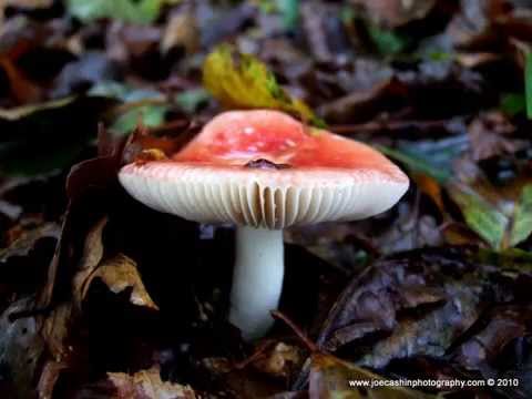 how to kill fungus mushrooms
