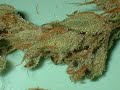 Trichome Smoker 3