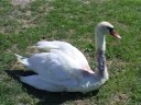 Poraniona łabędzica uratowana