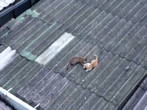hot catfight