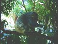 amazing-shots-feeding-a-koala.html