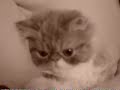 Réveil trop mignon