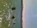 en la playa cantando: