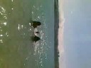 en la playa cantando:
