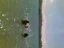 en la playa cantando: