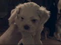 7 Cute Shih Tzu puppies 7 Cute Shih Tzu puppies