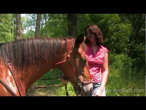 Horseback Guided Rides | ACE Adventure Resort Horseback Guided Rides | ACE Adventure Resort