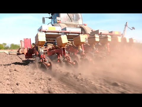 Кукурузой в Гомельской области засеяно более 50% площадей видео
