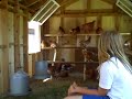 Emma hanging out inside the chicken coop